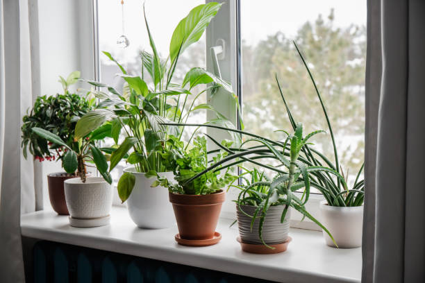 Air-Purifying Plants