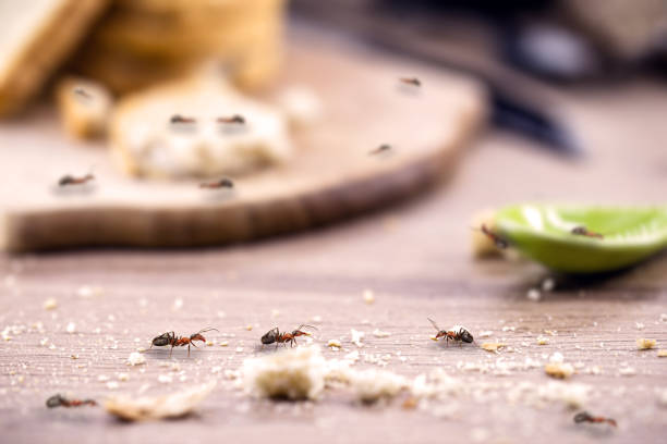 Home Remedies for Monsoon Pests