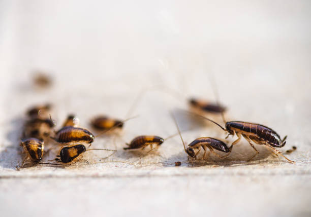 Home Remedies for Monsoon Pests