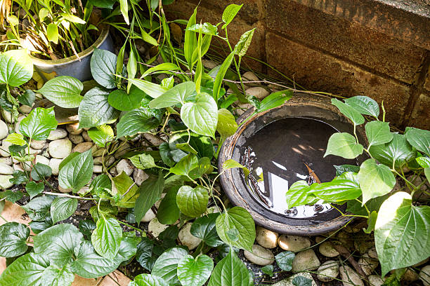 How to Keep Home Pest Free in Monsoon