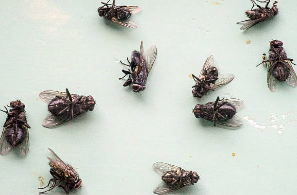 Home Remedies for Monsoon Pests