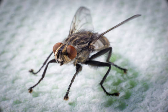 How to Keep Home Pest Free in Monsoon