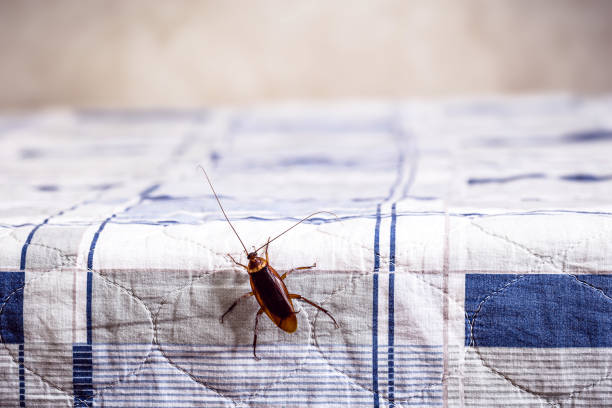 Effective Homemade Pest Repellent To Use During Monsoon