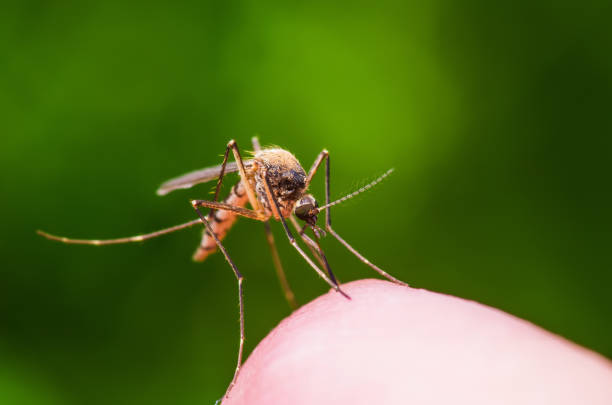 Home Remedies for Monsoon Pests