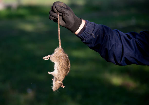 Home Remedies for Monsoon Pests