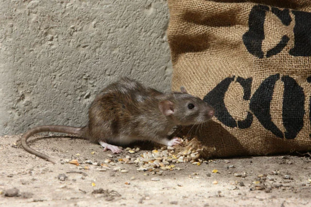 How to Keep Home Pest Free in Monsoon