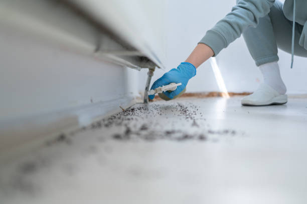 How to Keep Home Pest Free in Monsoon