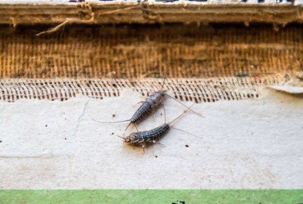 Home Remedies for Monsoon Pests