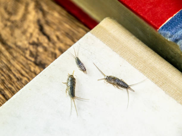 How to Keep Home Pest Free in Monsoon