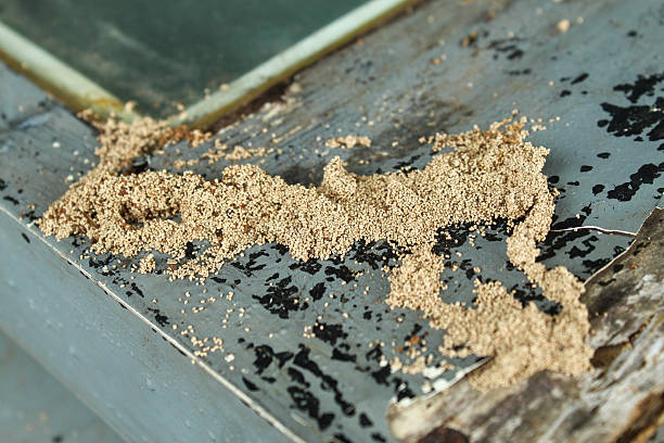 Home Remedies for Monsoon Pests